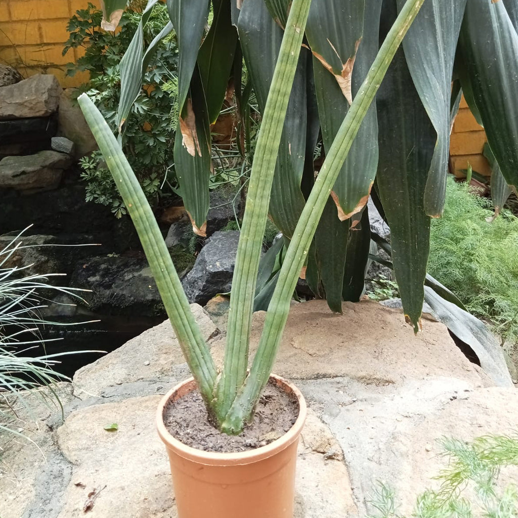  Sansevieria Cylindrica Plant
