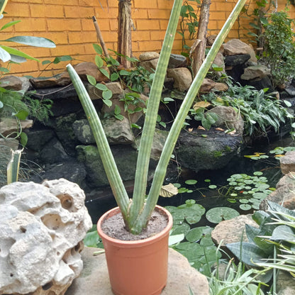  Sansevieria Cylindrica Plant