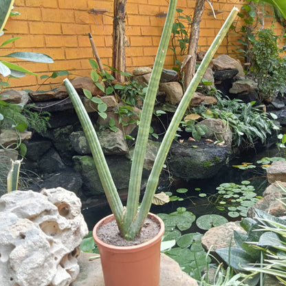  Sansevieria Cylindrica Plant