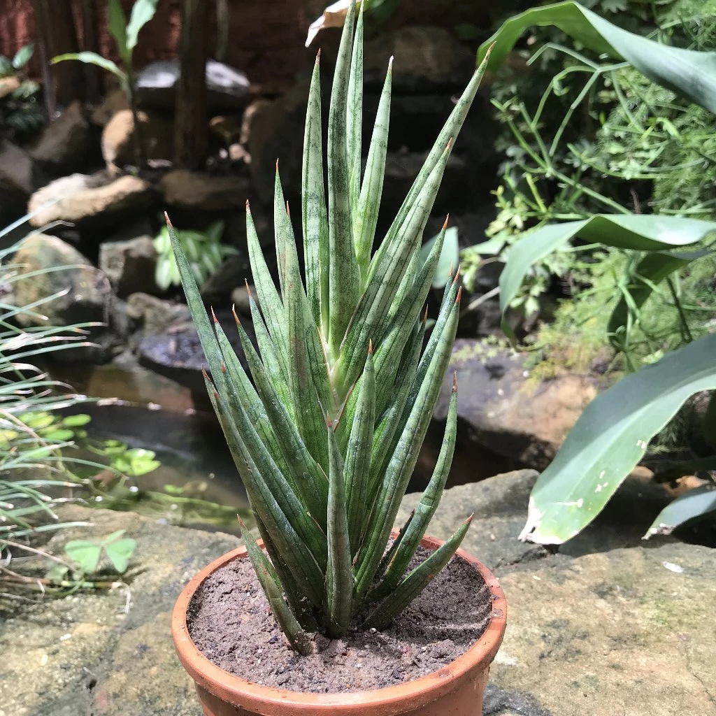  Sansevieria Francisii Plant