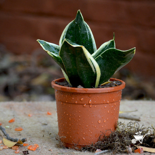  Sansevieria Black Futura Goldedge Plant