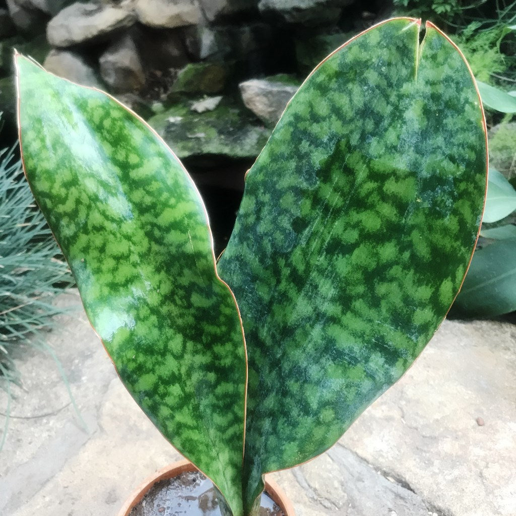  Sansevieria Masoniana Plant