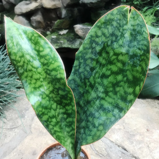  Sansevieria Masoniana Plant