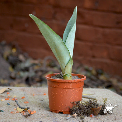  Sansevieria Moonshine Plant