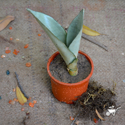  Sansevieria Moonshine Plant