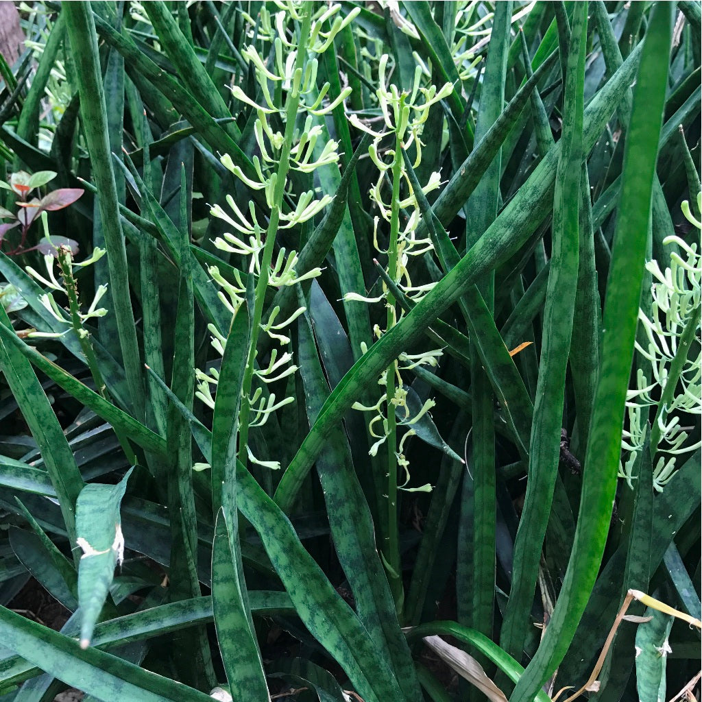  Sansevieria Bacularis Plant