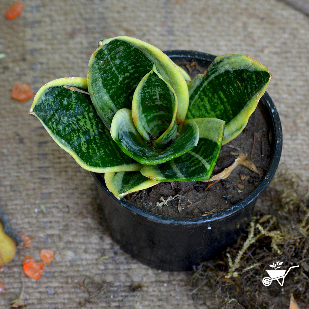 Sansevieria Futura Twisted Sister Plant