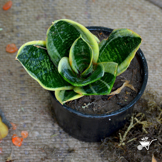  Sansevieria Futura Twisted Sister Plant