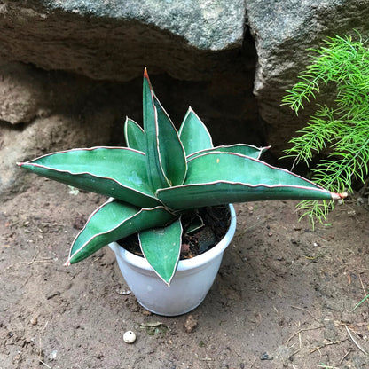  Sansevieria Ehrenbergii Banana Plant