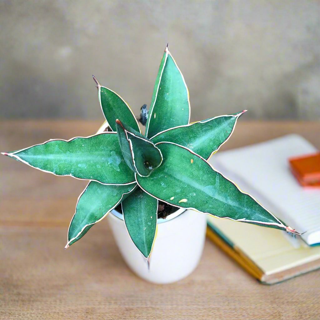  Sansevieria Ehrenbergii Banana Plant