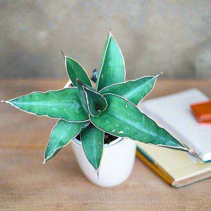  Sansevieria Ehrenbergii Banana Plant