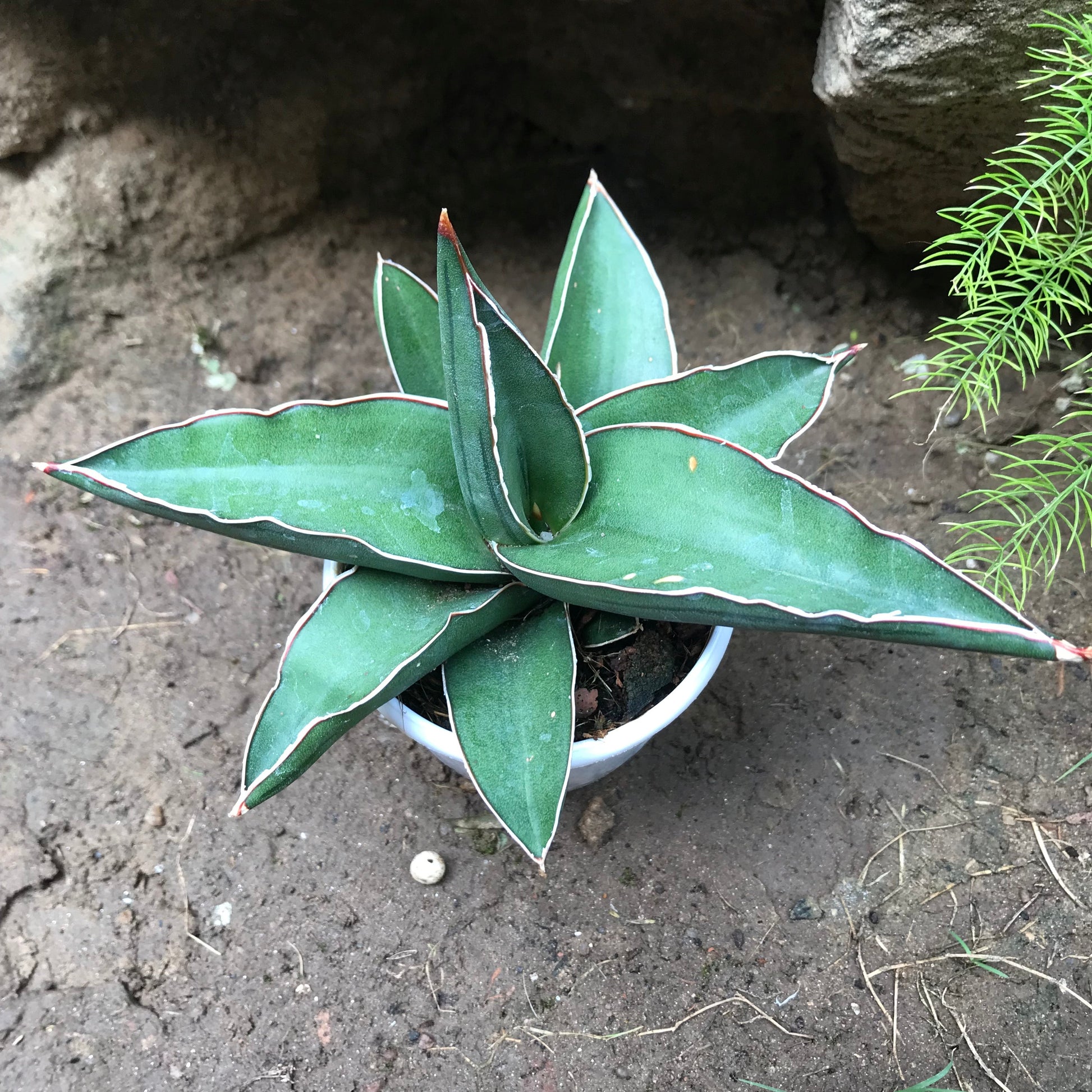  Sansevieria Ehrenbergii Banana Plant
