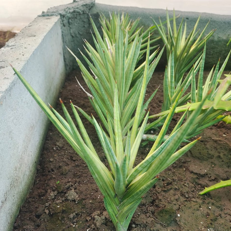  Sansevieria Francisii Variegated Plant