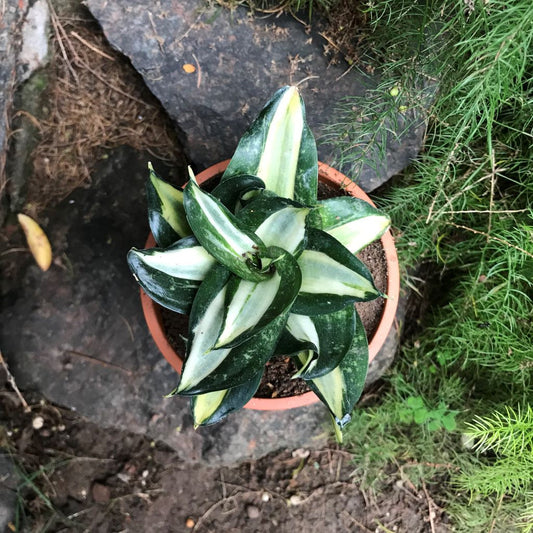  Sansevieria Trifasciata Hahnii Streaker Plant
