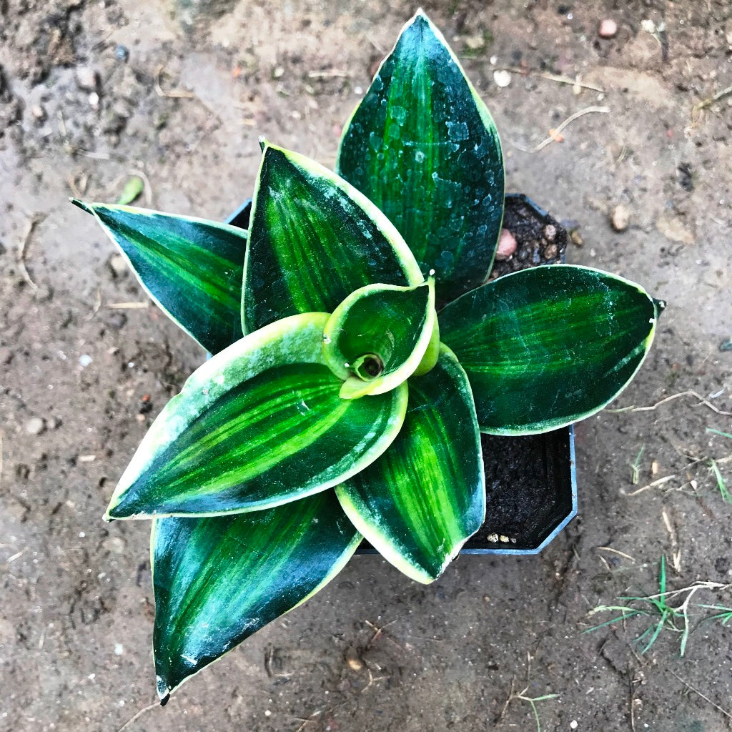  Sansevieria Trifasciata Stars And Stripes Plant