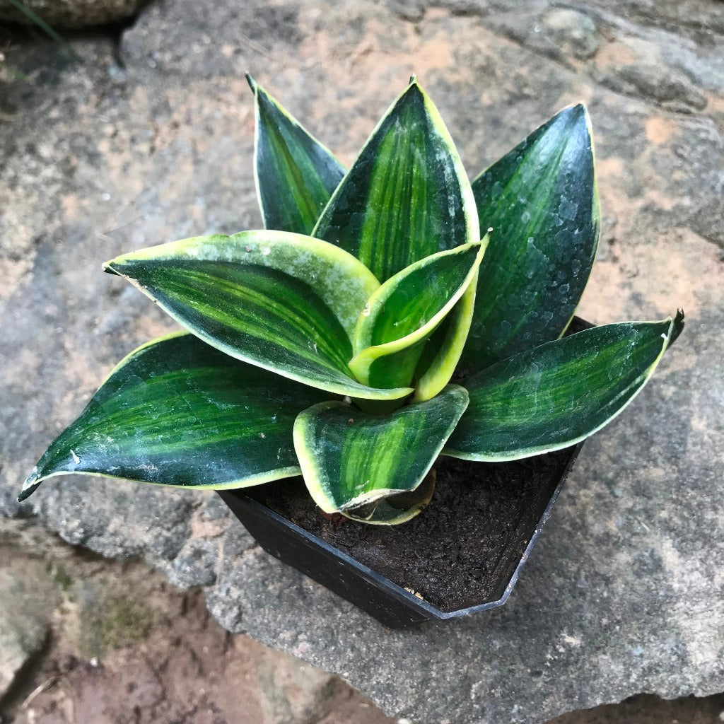  Sansevieria Trifasciata Stars And Stripes Plant