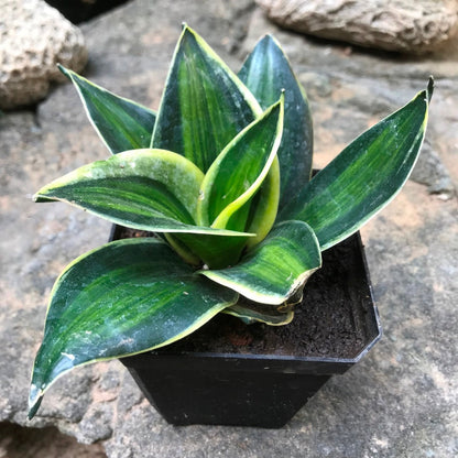  Sansevieria Trifasciata Stars And Stripes Plant