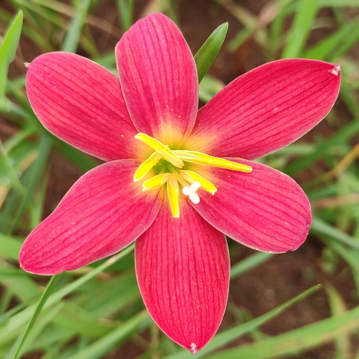 Rain Lily 'Scarlet O'hara' (Bulbs)