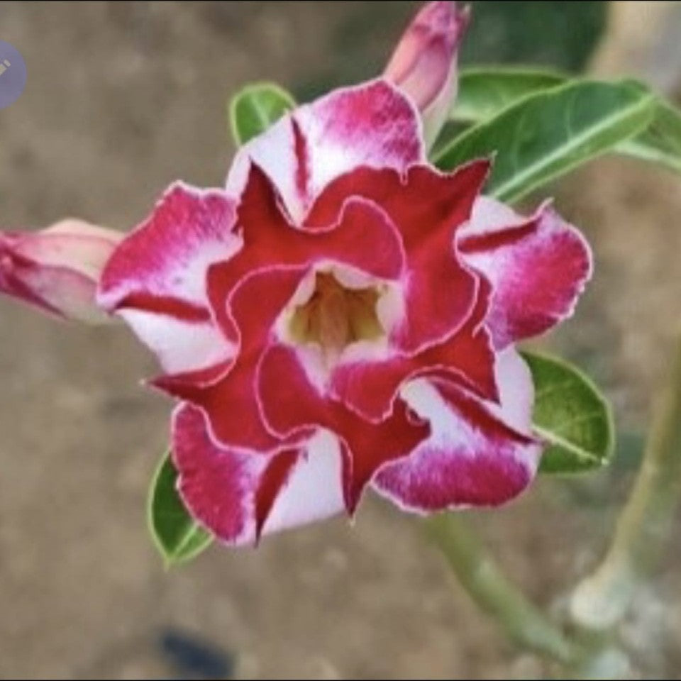  Scarlet Blaze Adenium Plant