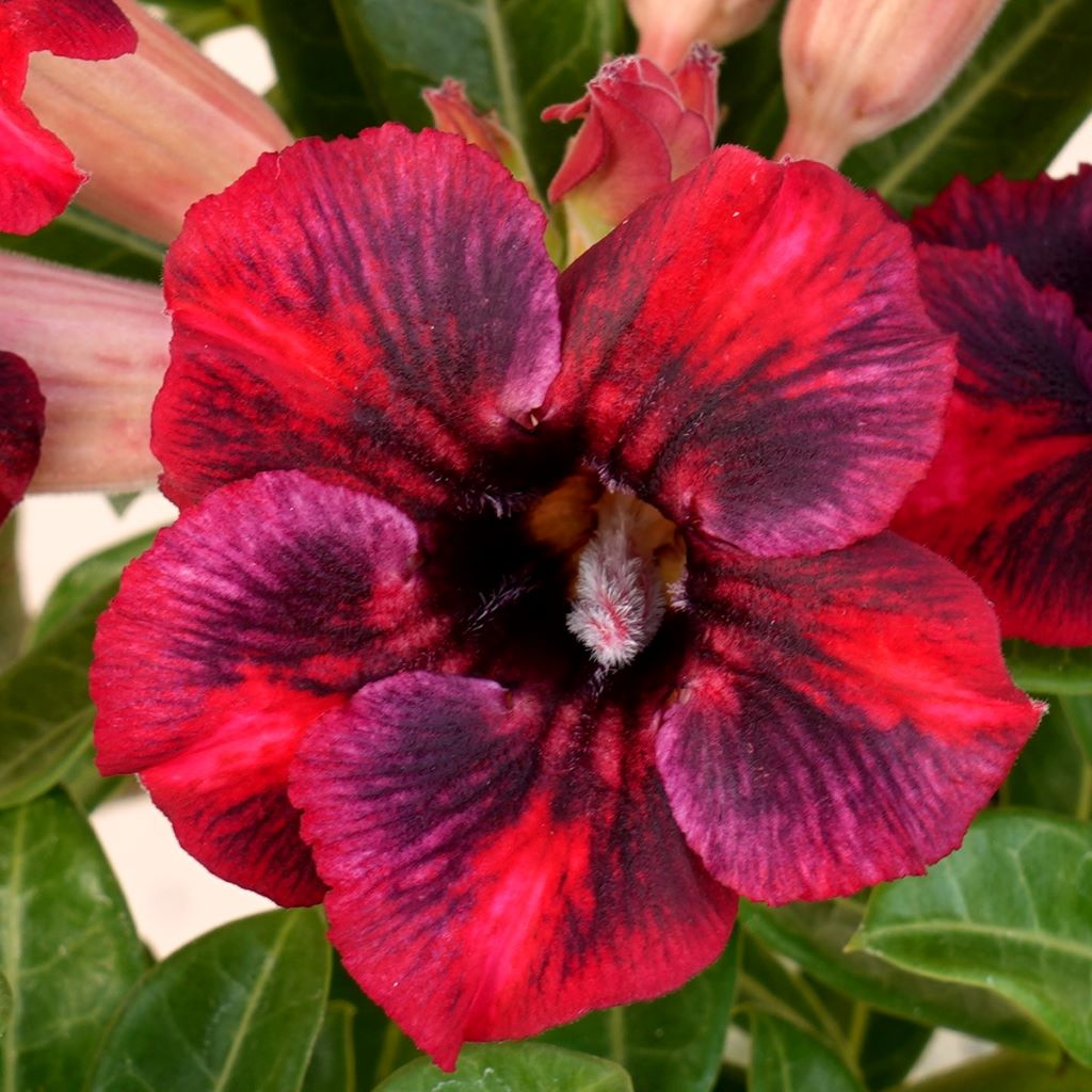  Scarlet Tanager Adenium Plant