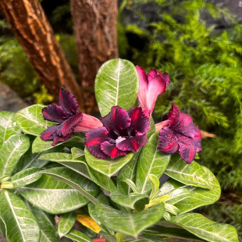  Scarlet Tanager Adenium Plant