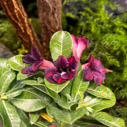  Scarlet Tanager Adenium Plant