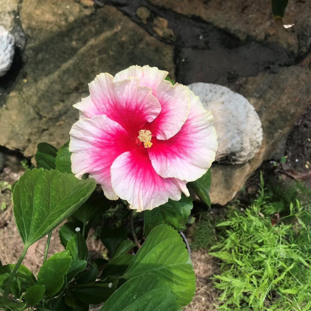  Hibiscus Secret Heart Plant