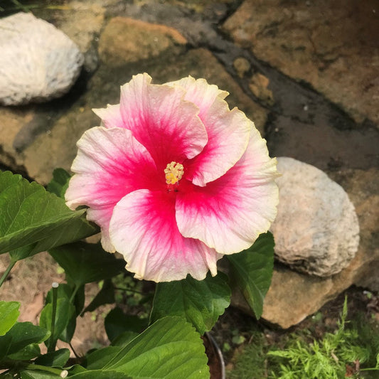  Hibiscus Secret Heart Plant