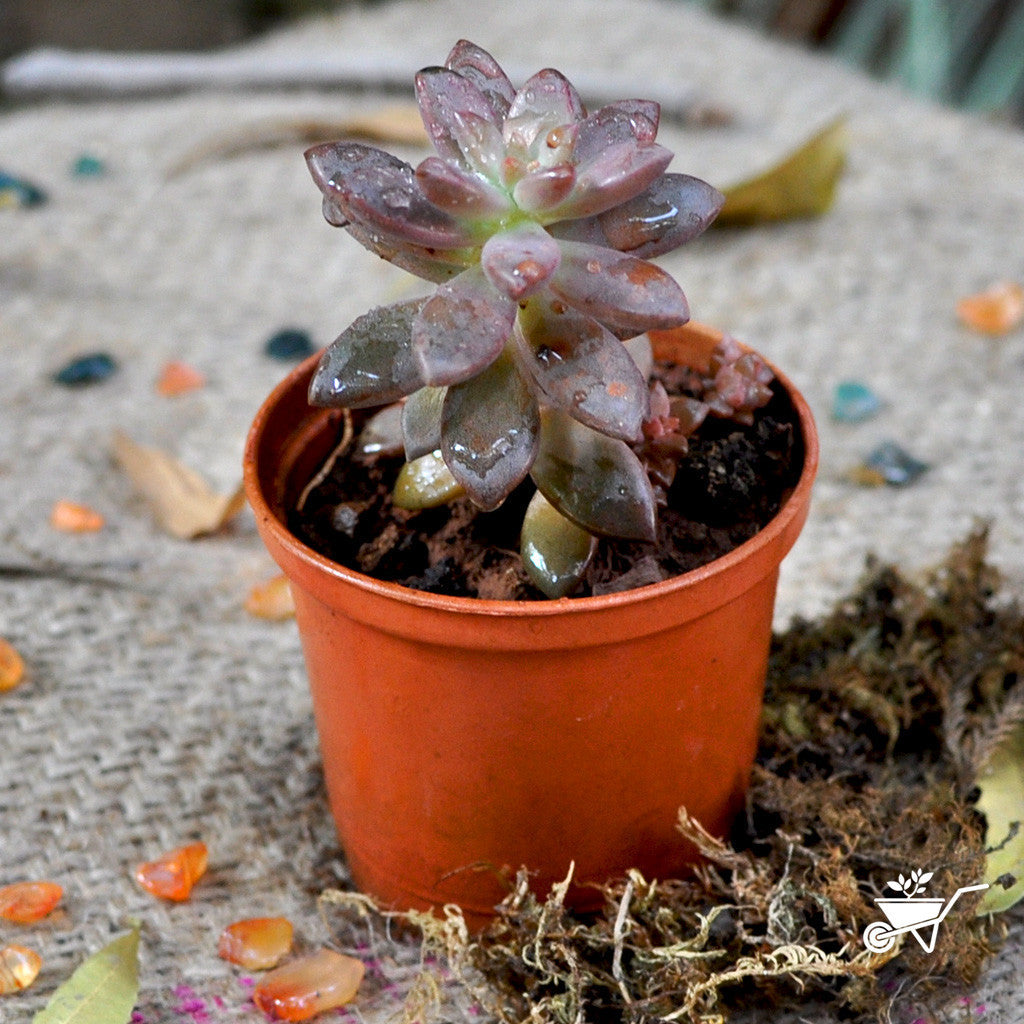  Sedeveria Pink Granite Succulent Plant