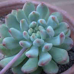  Sedeveria Blue Giant Succulent Plant