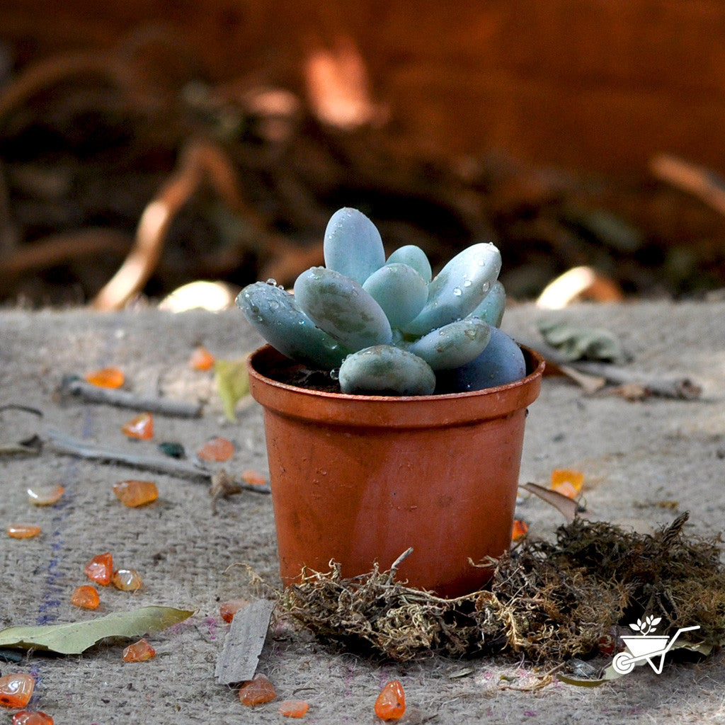  Sedeveria Blue Giant Succulent Plant