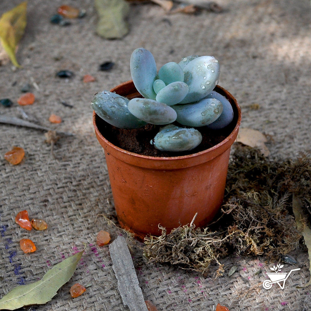  Sedeveria Blue Giant Succulent Plant
