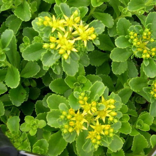  Sedum Acre Succulent Plant