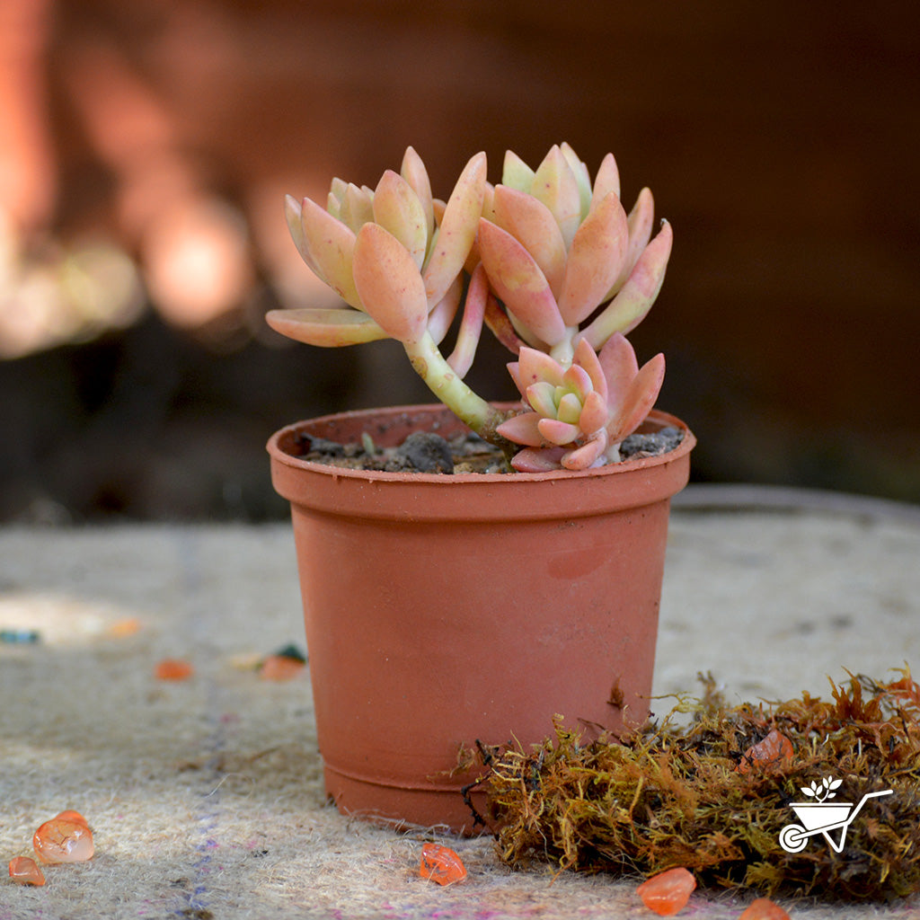  Sedum Nussbaumerianum Coppertone Succulent Plant