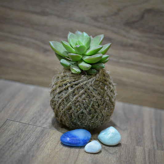  Kokedama Moss Ball Sedum Plant