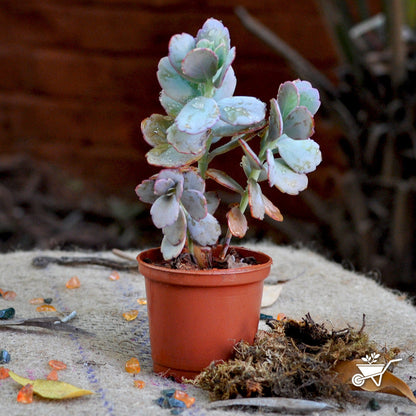  Sedum Sieboldii Succulent Plant
