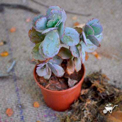  Sedum Sieboldii Succulent Plant