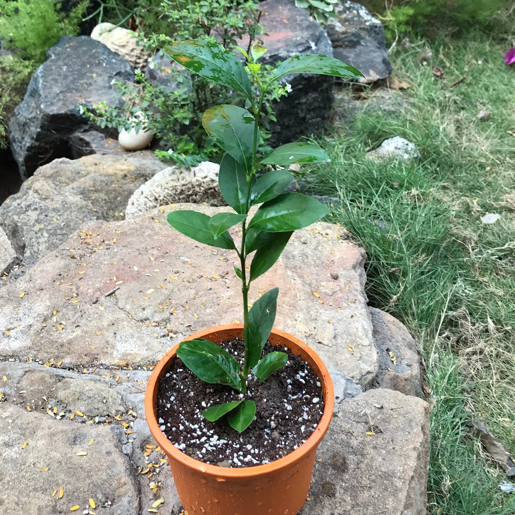  Seedless Lemon Tissue Culture Plant