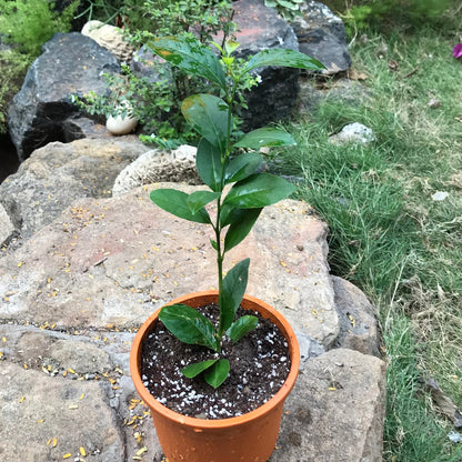  Seedless Lemon Tissue Culture Plant