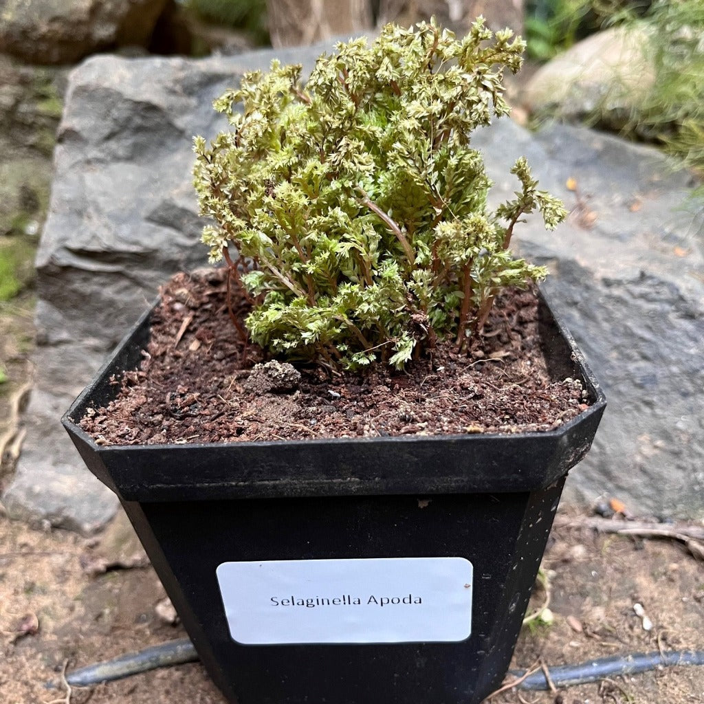  Selaginella Apoda Plant