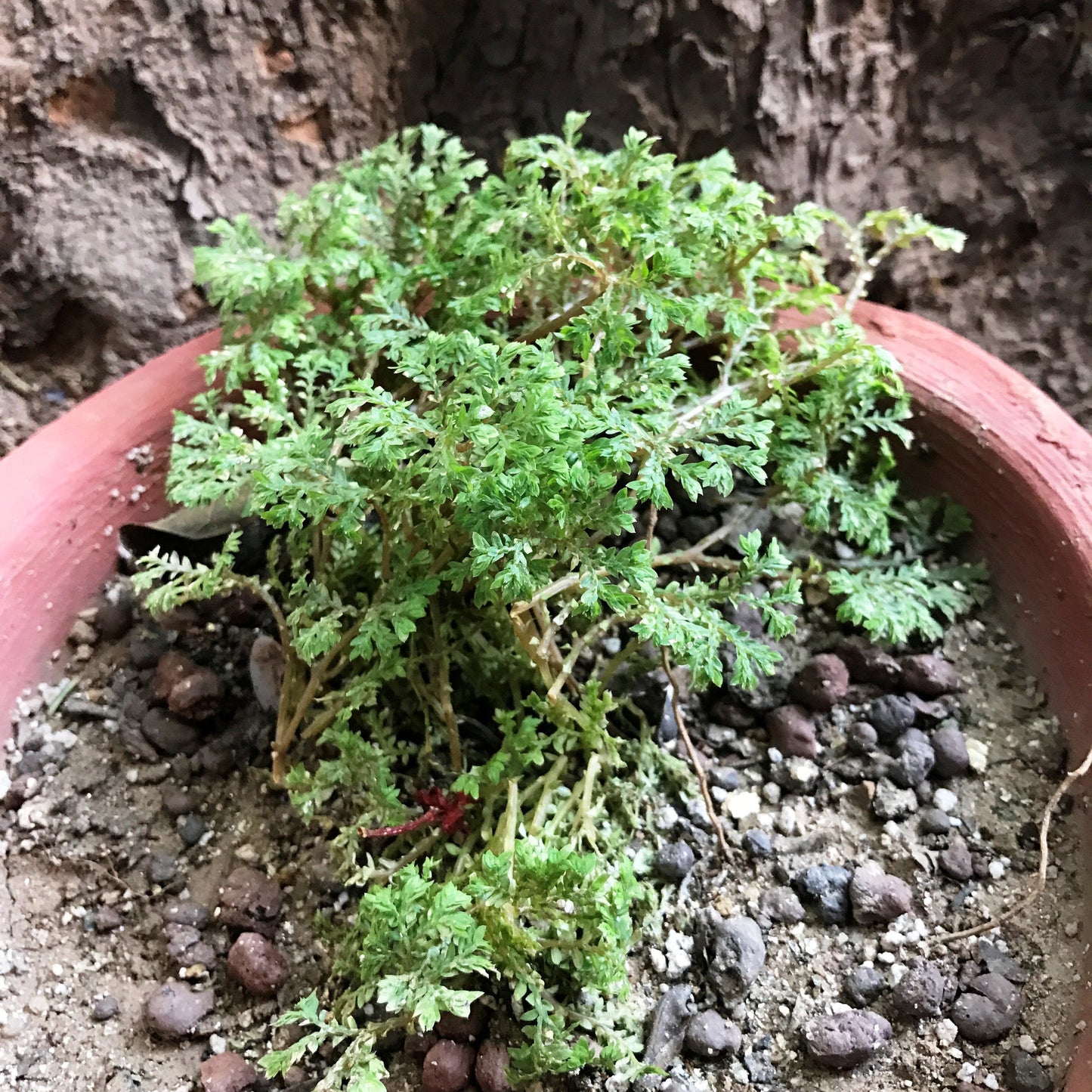  Seleginella Kraussiana Brownii Clubmoss Fern Plant