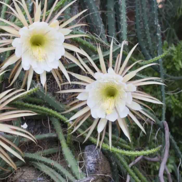  Selenicereus Grandiflorus Cactus Plant