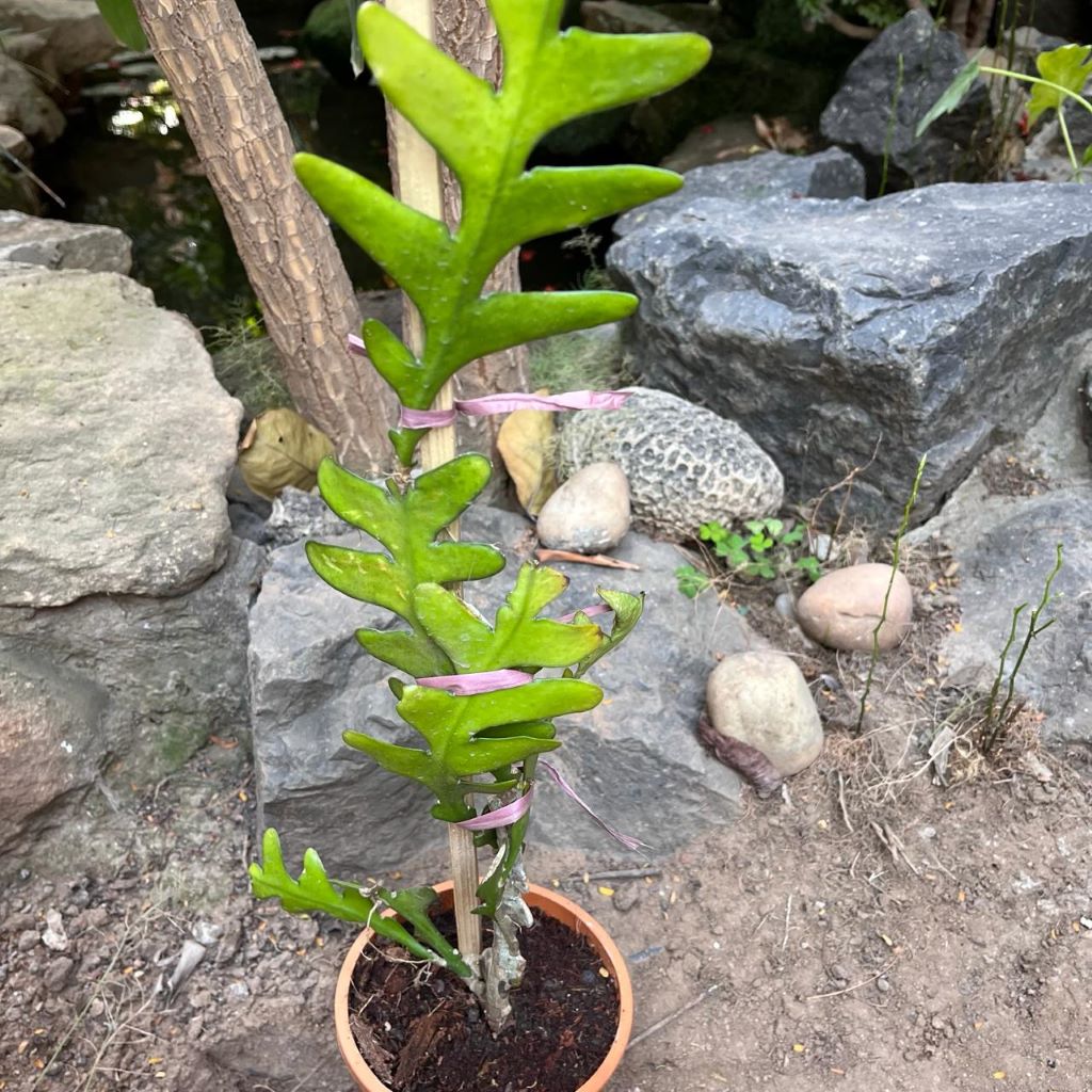  Selenicereus Anthonyanus Plant