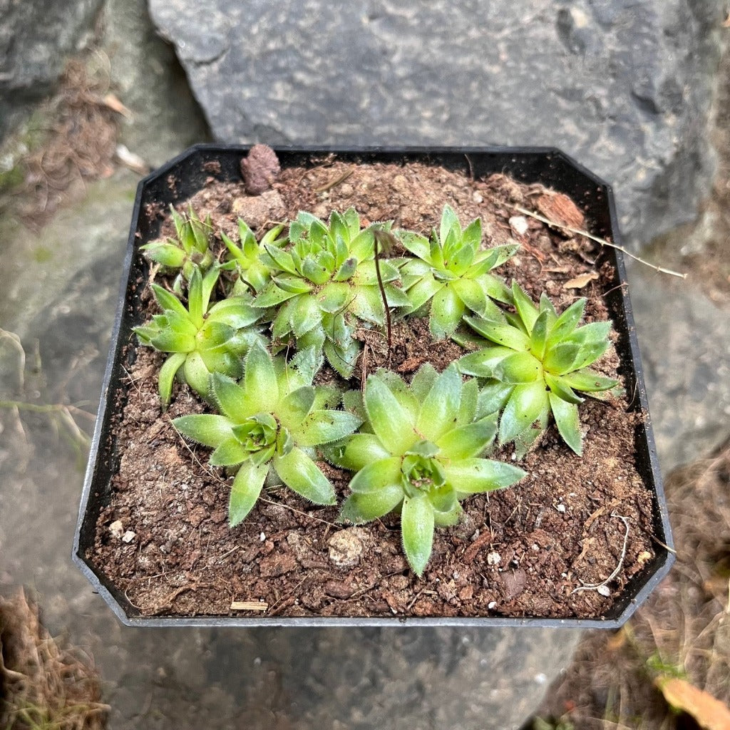  Sempervivum Montanum Succulent Plant