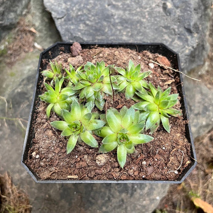 Sempervivum Montanum Succulent Plant