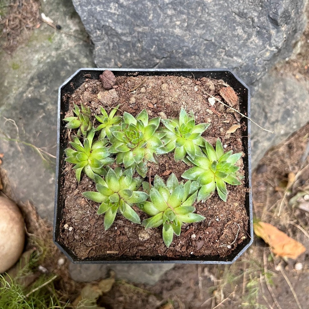  Sempervivum Montanum Succulent Plant