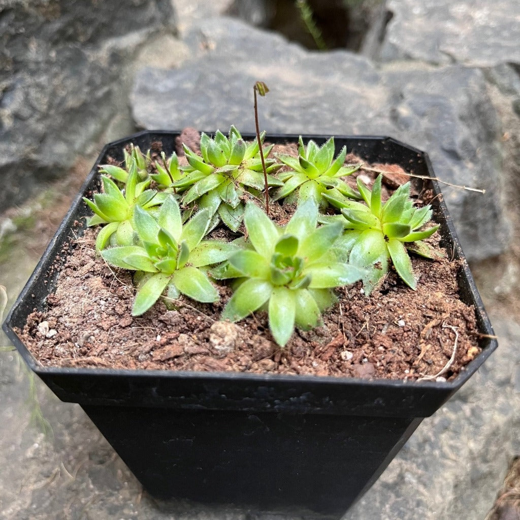  Sempervivum Montanum Succulent Plant