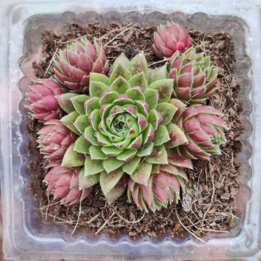  Sempervivum Montanum Succulent Plant