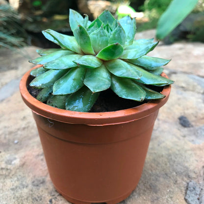  Sempervivum Tectorum Common Houseleek Succulent Plant