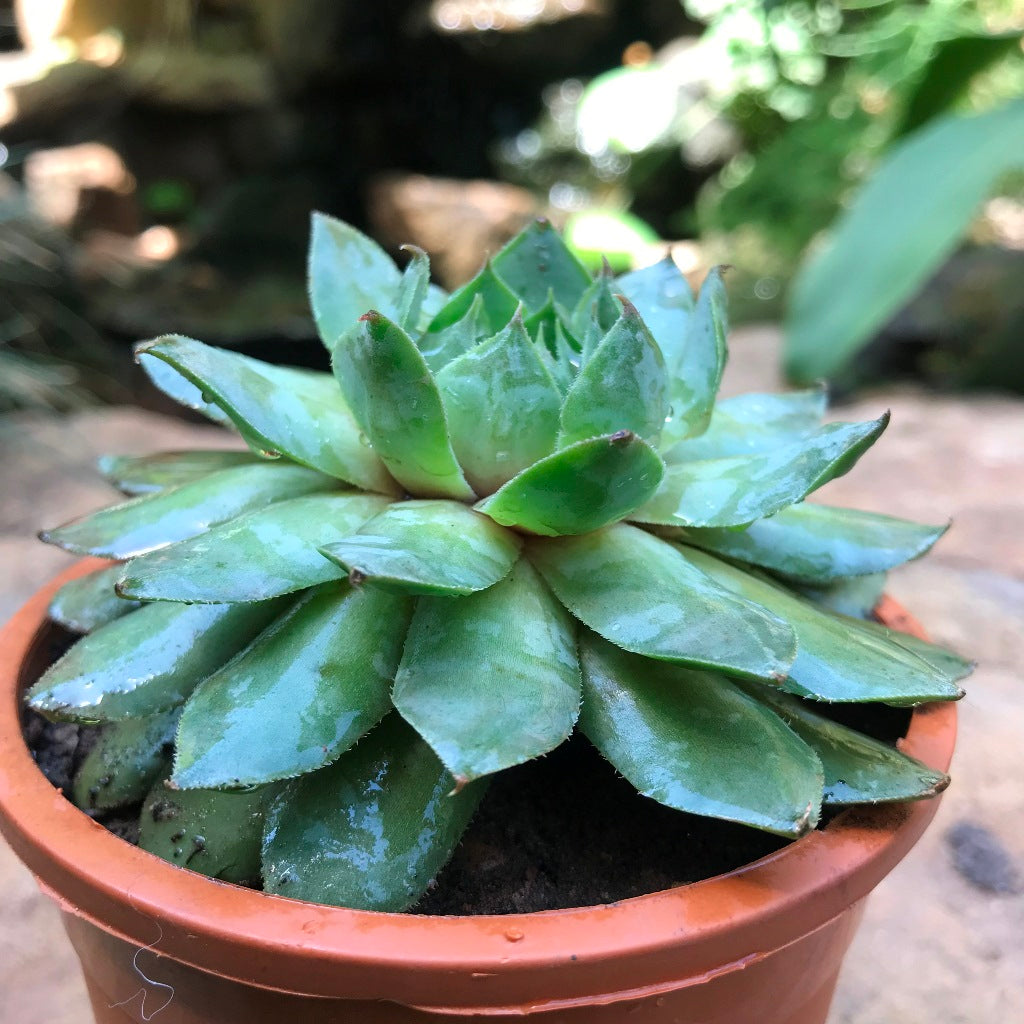  Sempervivum Tectorum Common Houseleek Succulent Plant